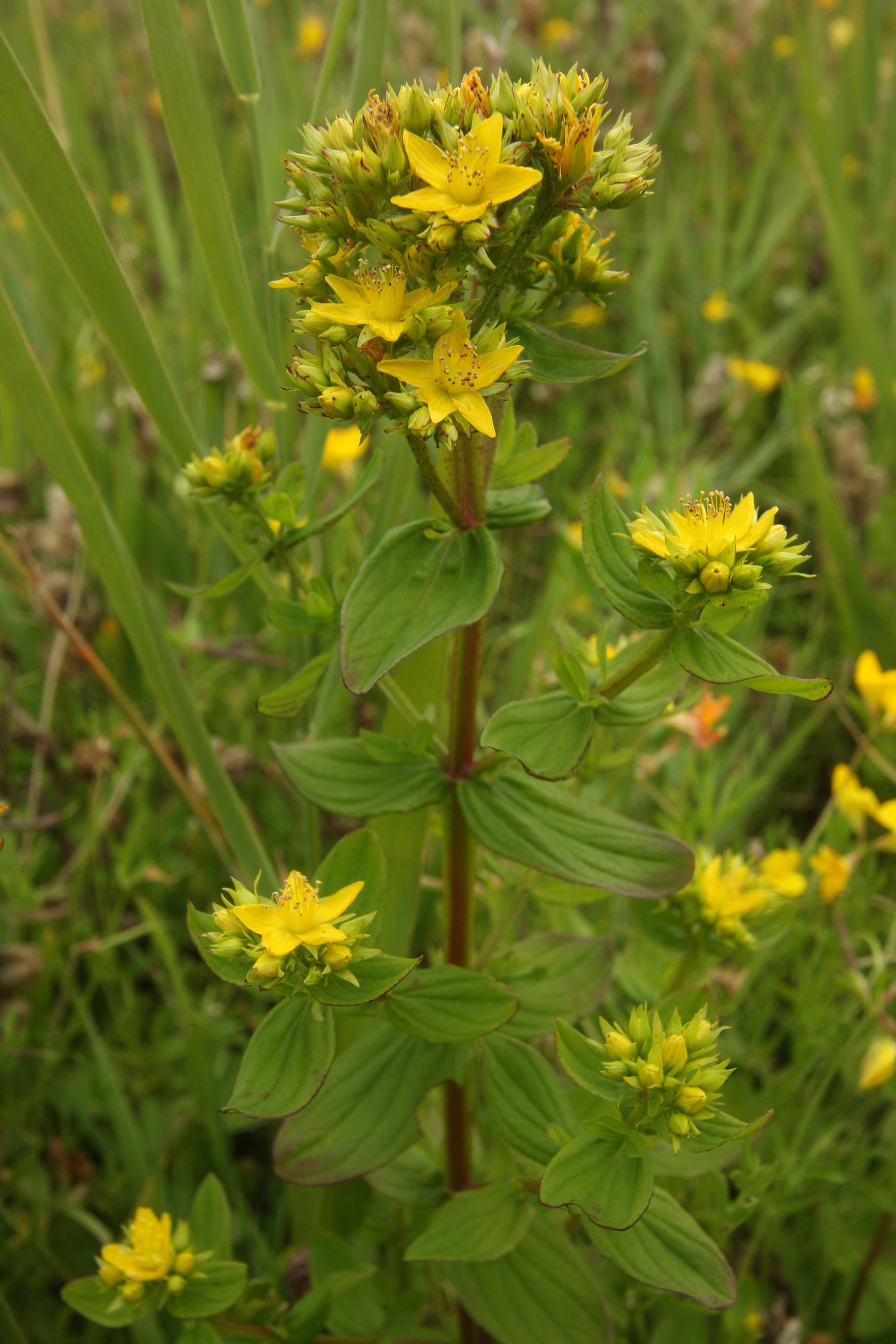 Square stalked St Johns wort Square stalked St Johns wort