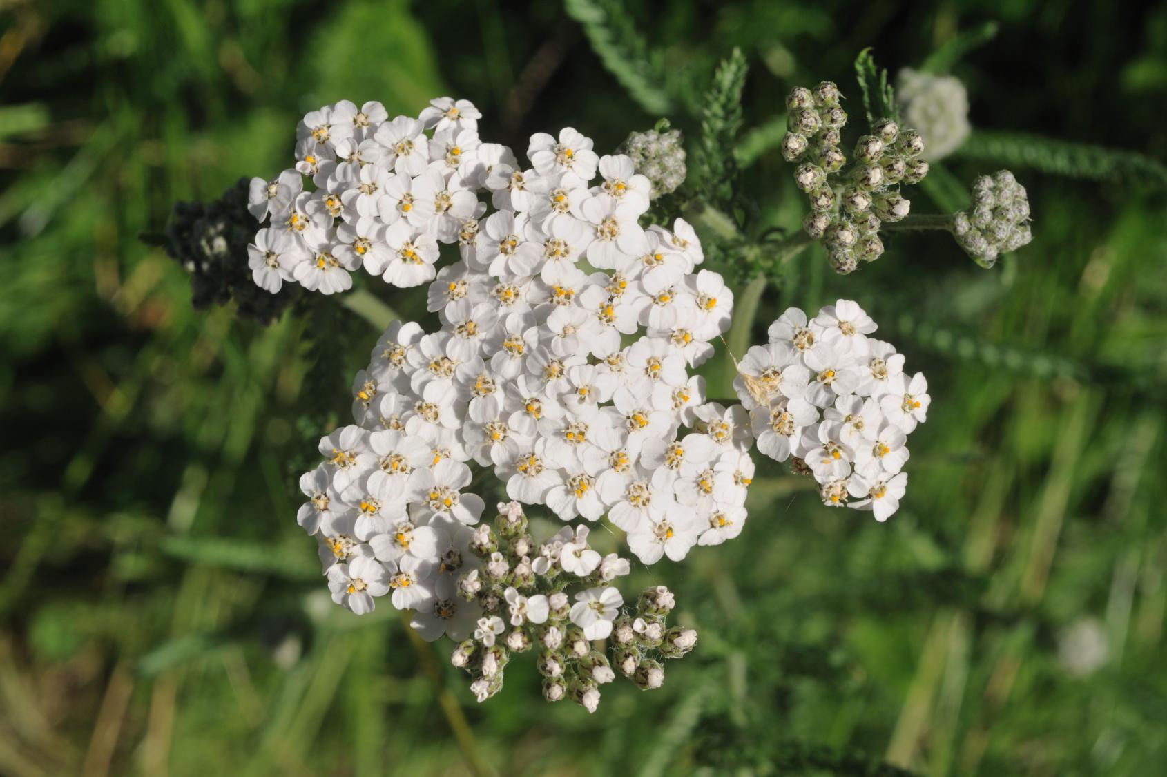 Yarrow Yarrow