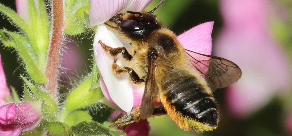 Leaf cutter bee Leaf cutter bee feeding from flower.