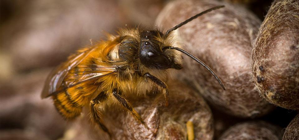 Red mason bee Red mason bee