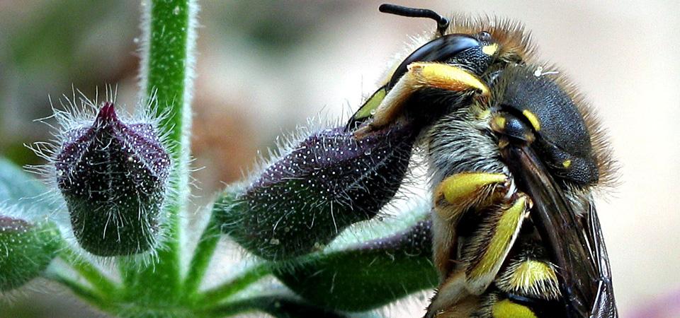 Wool carder bee Sleeping wool carder bee.